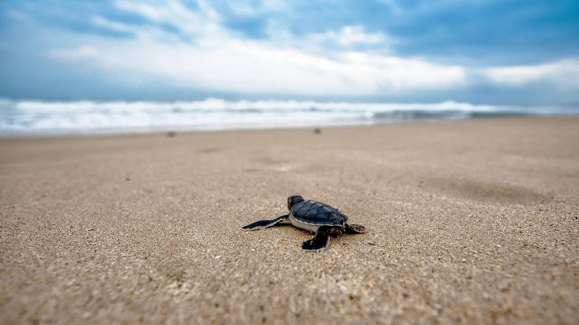 Top Cool Turtle Wallpaper Full HD 4k To Use