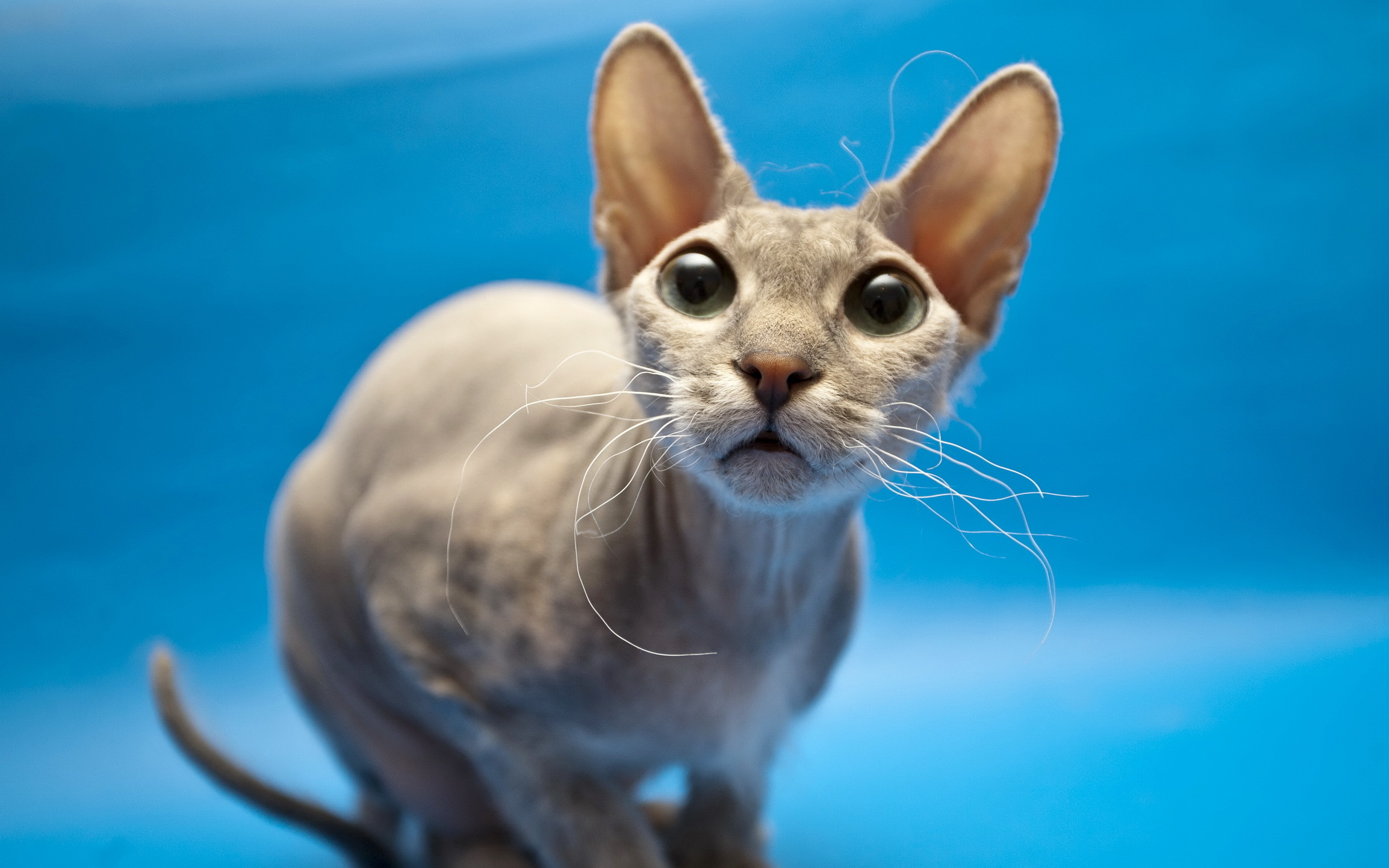 Sphynx Cat Wallpaper And Image Pictures Photos
