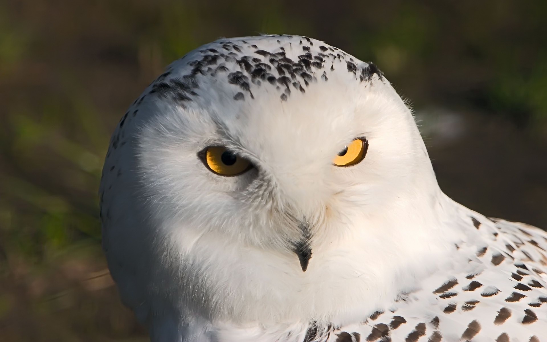 White Owl HD Wallpaper Animals