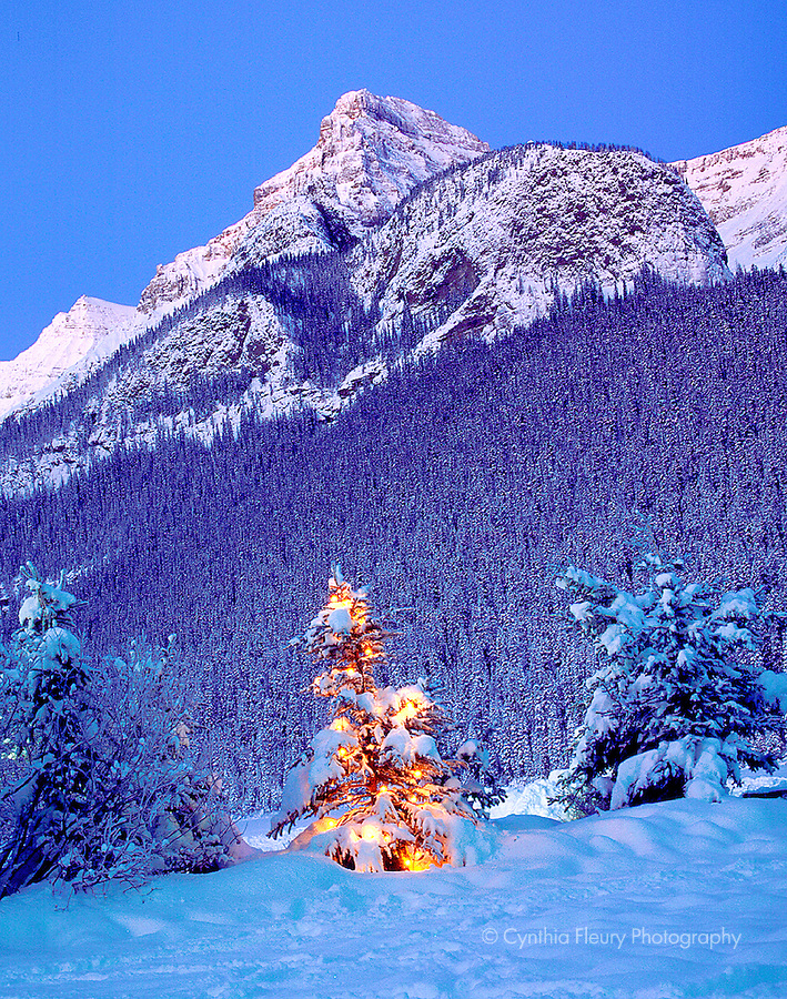 Rocky Mountain Christmas Tree Winter Lake Louise In Canadian Rockies