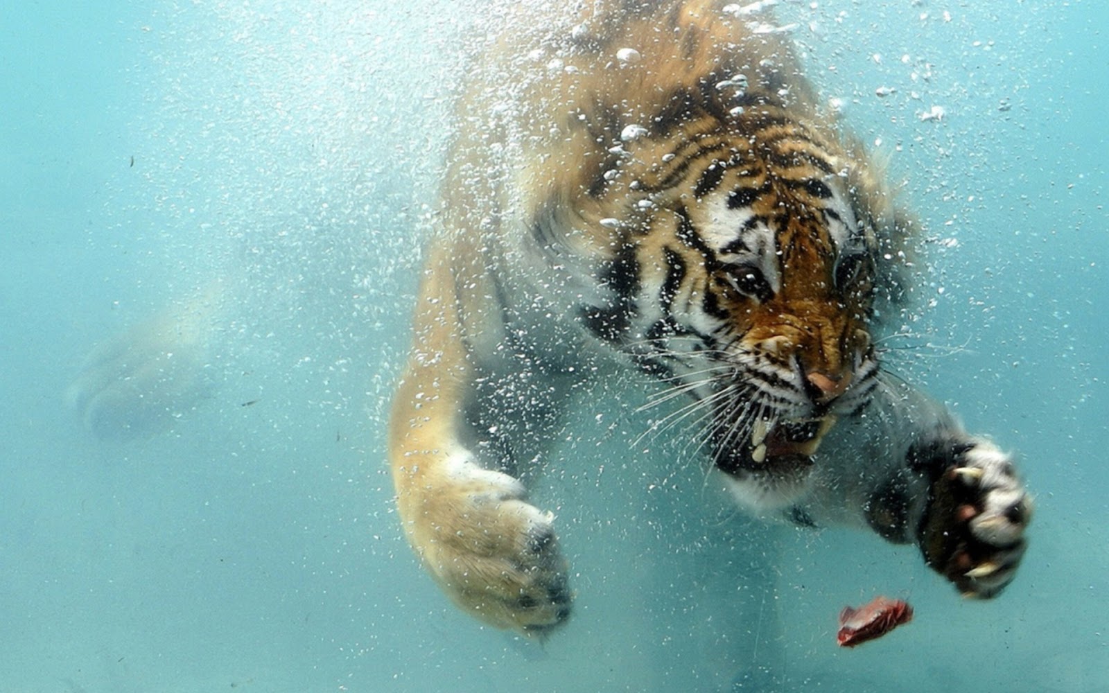 Onder water zwemmende tijger HD Wallpapers