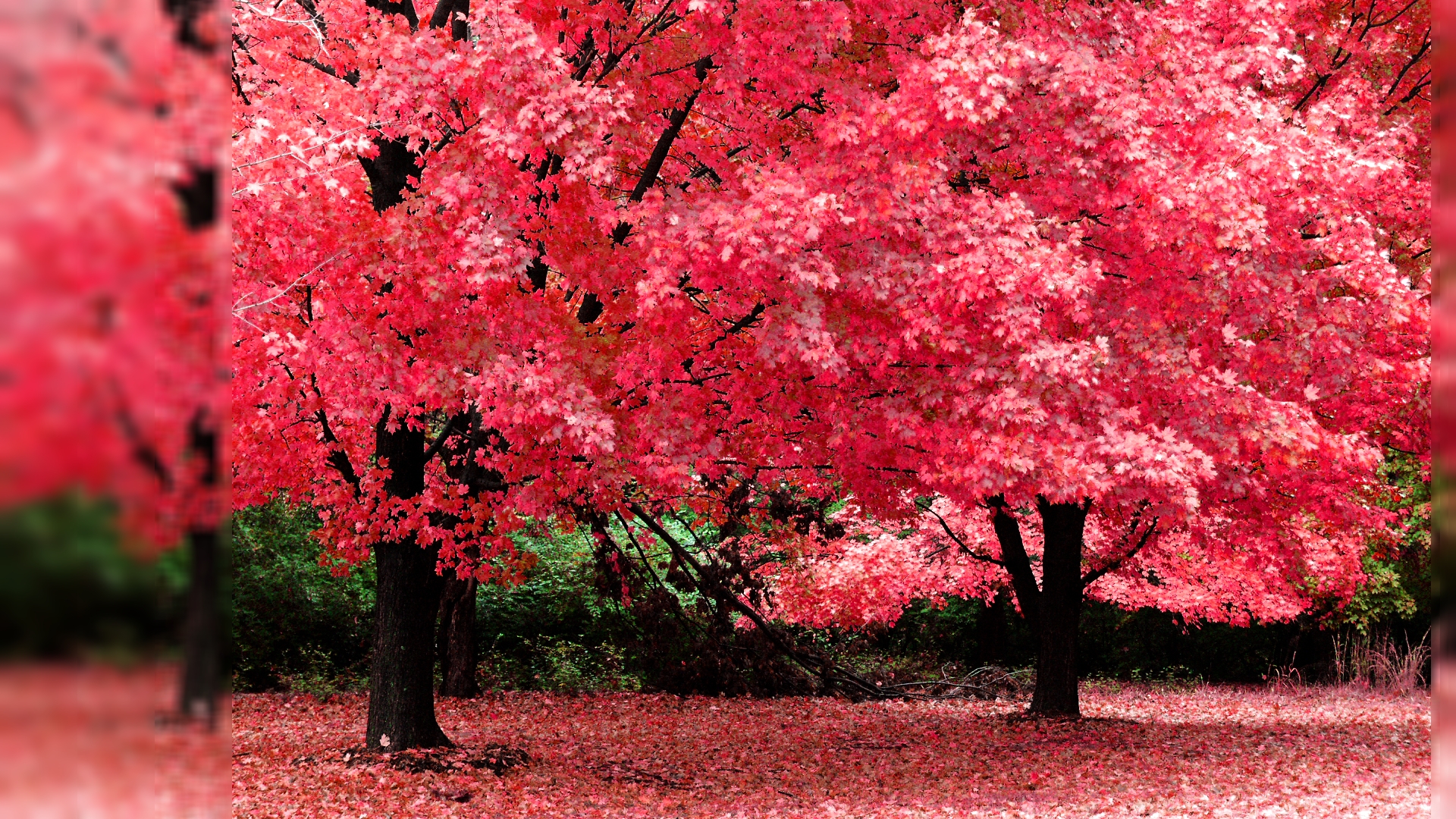 Autumn Tree Pink Color HD Desktop Wallpaper Background download 1920x1080