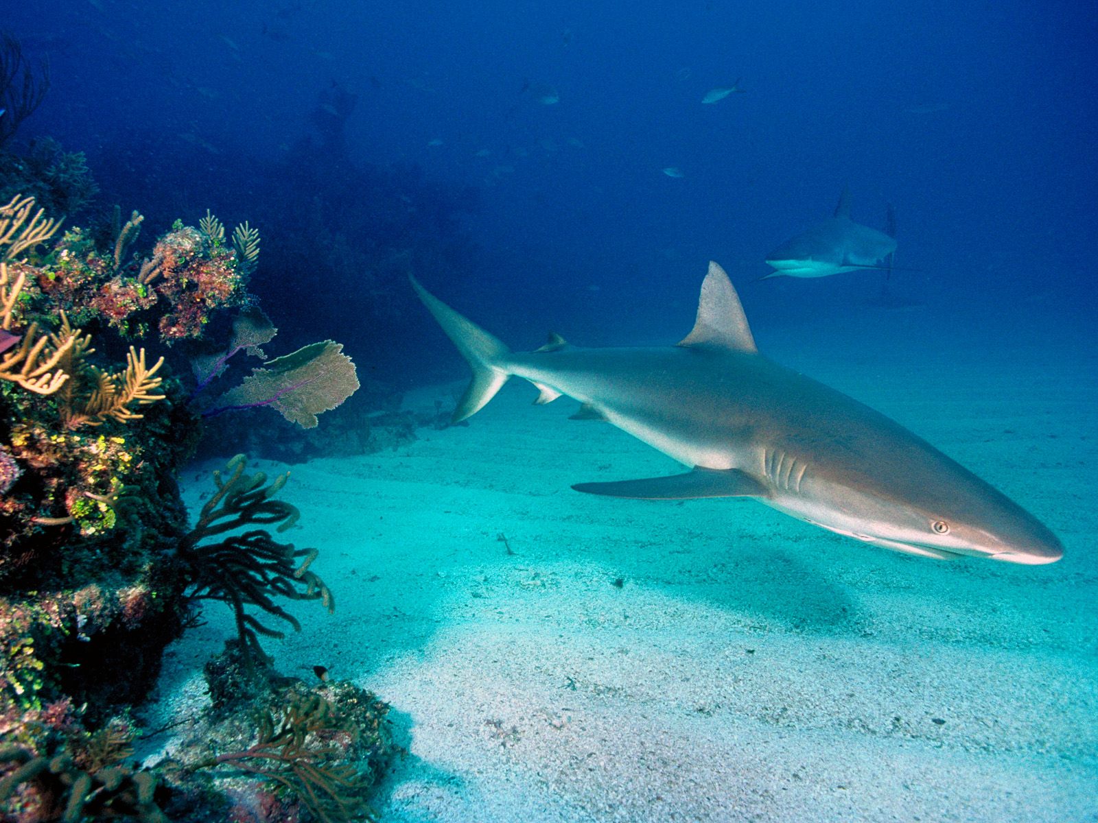 Gray Reef Sharks Ocean Life Photography Desktop Wallpaper