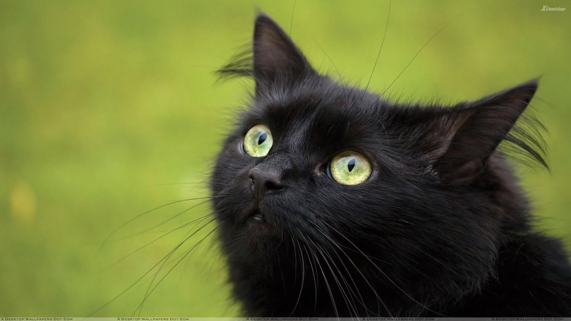 Black Cat In Green Eyes And Green Background