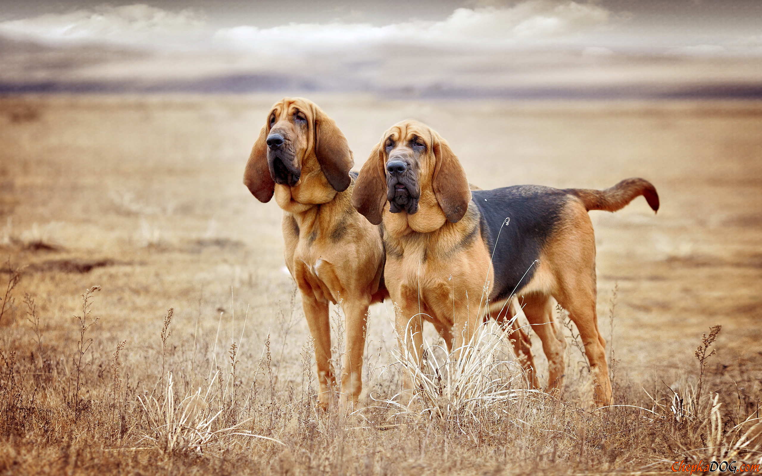 Bloodhound Wallpaper HD
