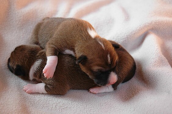 563px Basenji Puppies Wallpaper