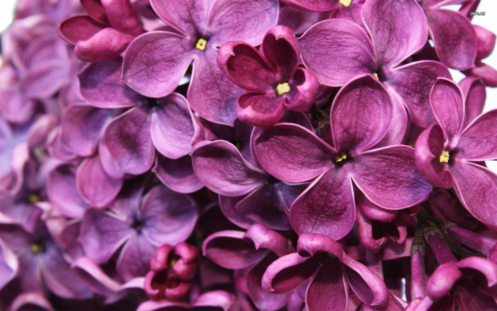 Lilac wallpaper Flower wallpapers