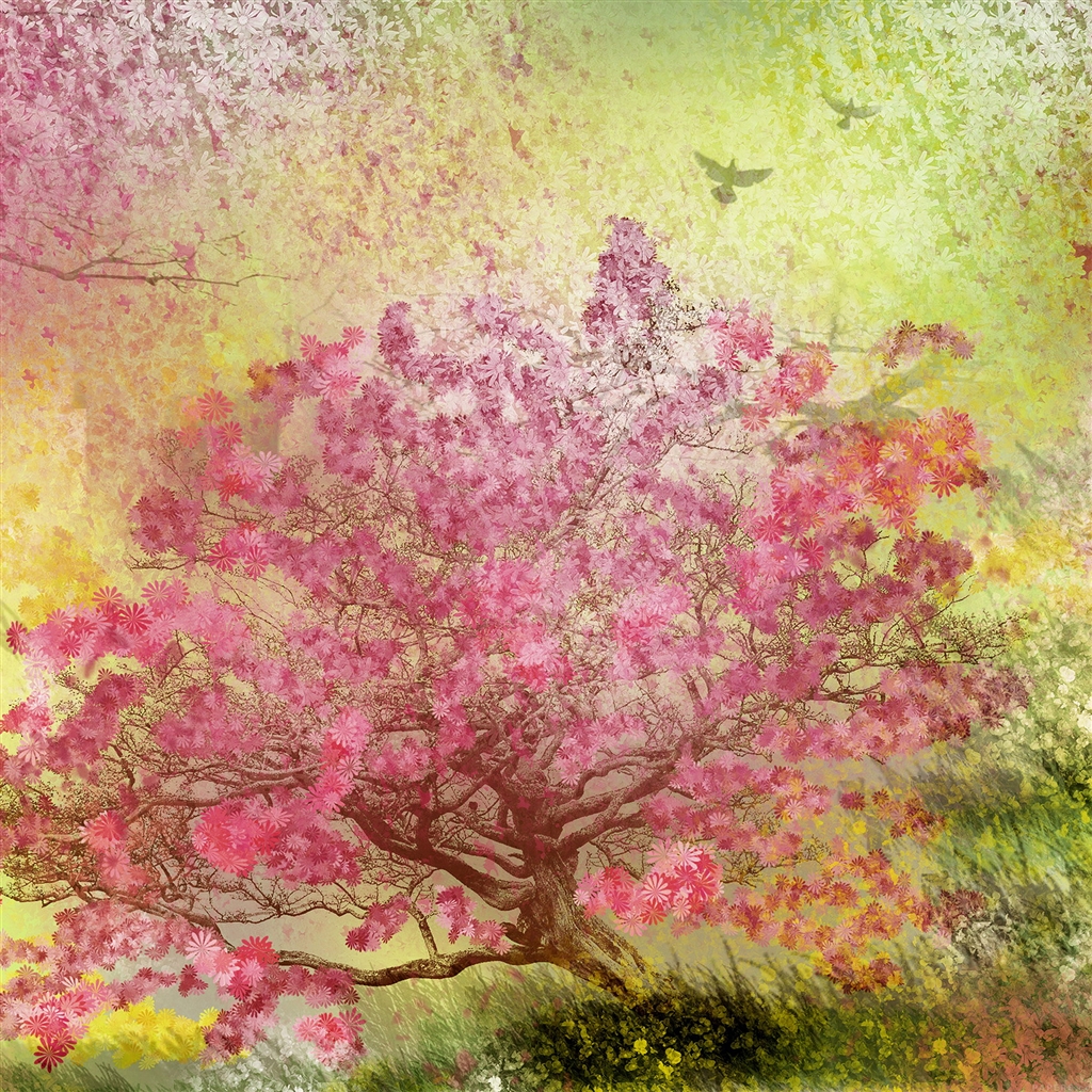 Spring Blossom Trees iPad Air Wallpaper iPhone