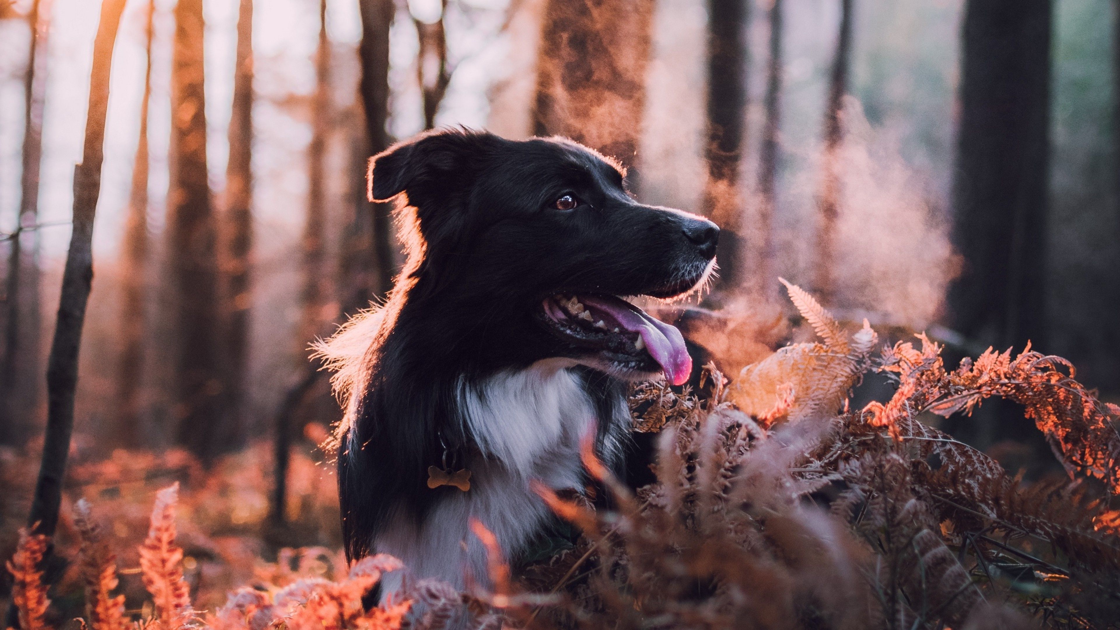 A black and white Border Collie dog in a forest with its breath visible in the cold air