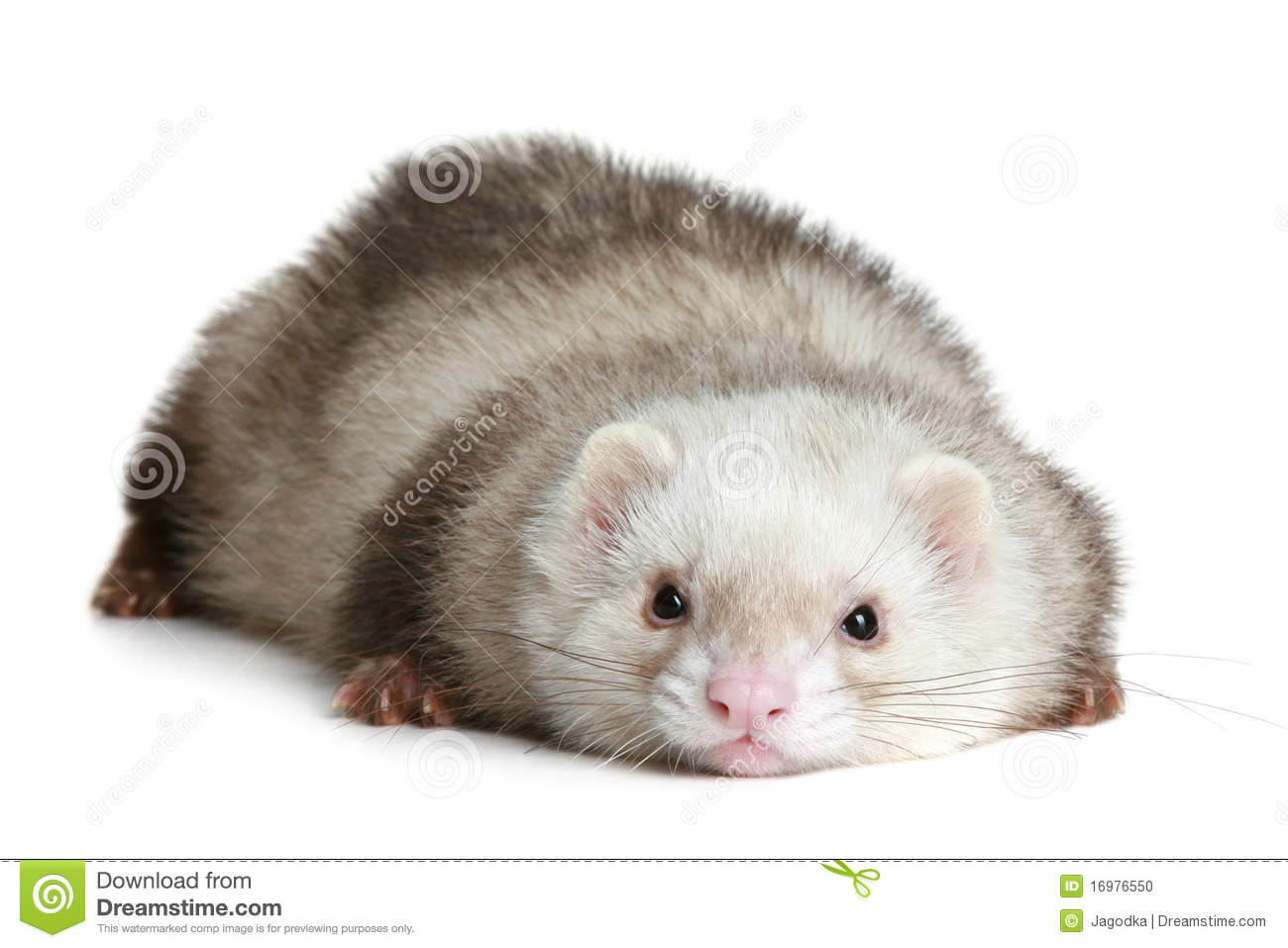 Cute White Ferret Funny On A