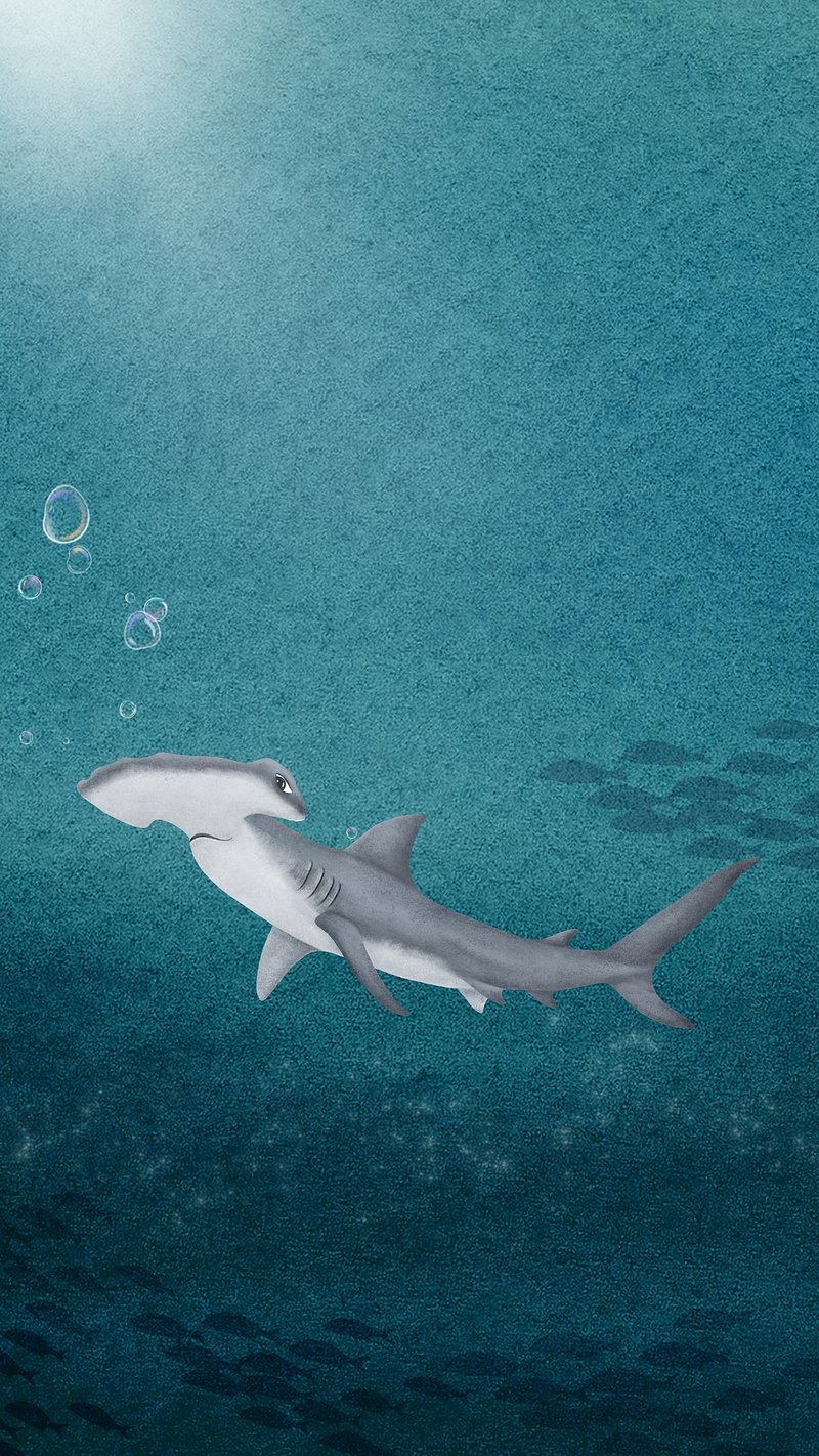Hammerhead Shark iPhone Wallpaper