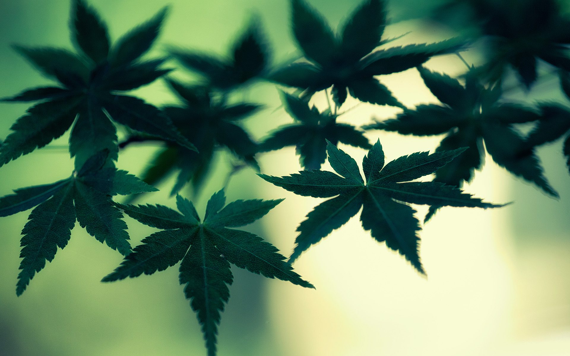 Marijuana Cannabis Leaves Green Macro Weed Wallpaper