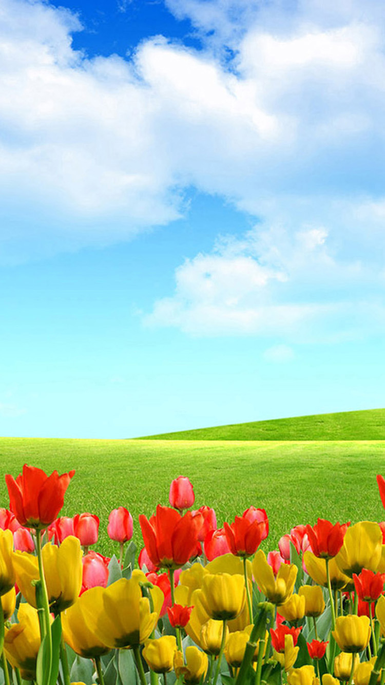 Free download Beautiful flowers landscape iPhone 6 Wallpapers HD ...