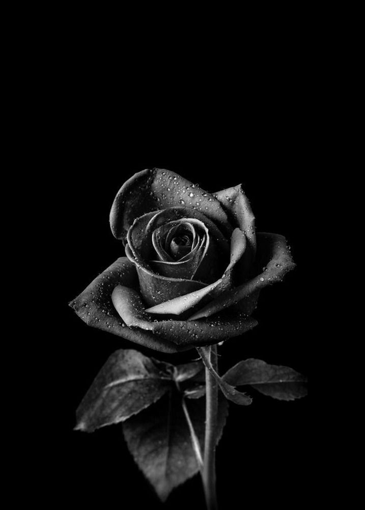 Black Roses Art Print by UrbanWallArts   X Small Black roses