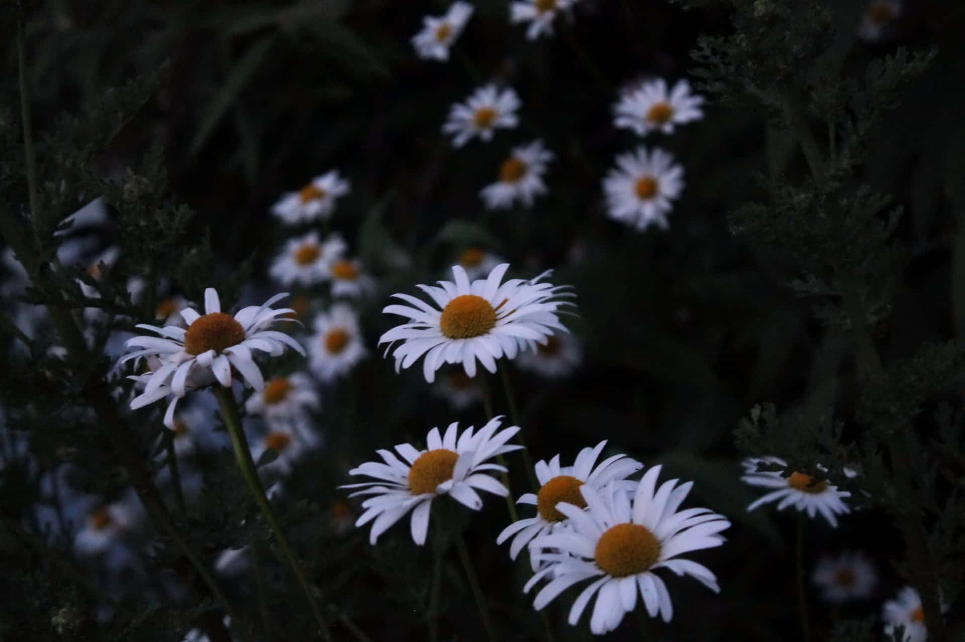 Daisy Aesthetic Computer Wallpaper
