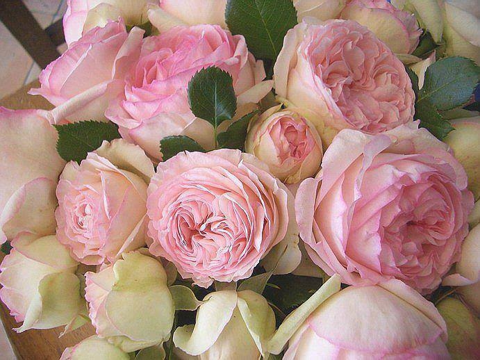 Pink Cabbage Roses Pictures Photos and Images for