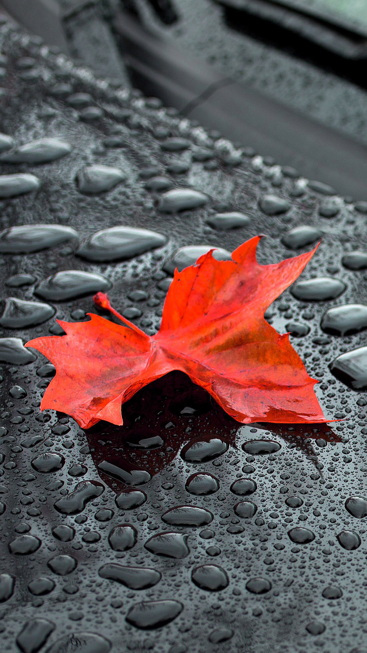 Autumn Phone Wallpaper
