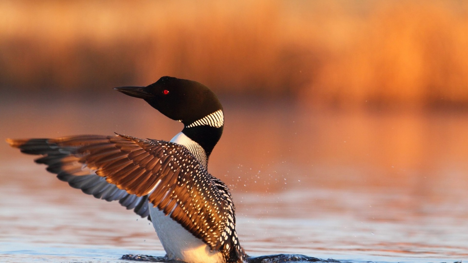 Loon Wallpaper Related Keywords Suggestions Long
