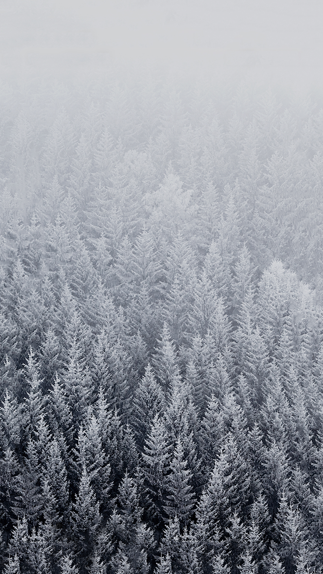 iPhone Plus Wallpaper Official Winter With Snowy Trees HD