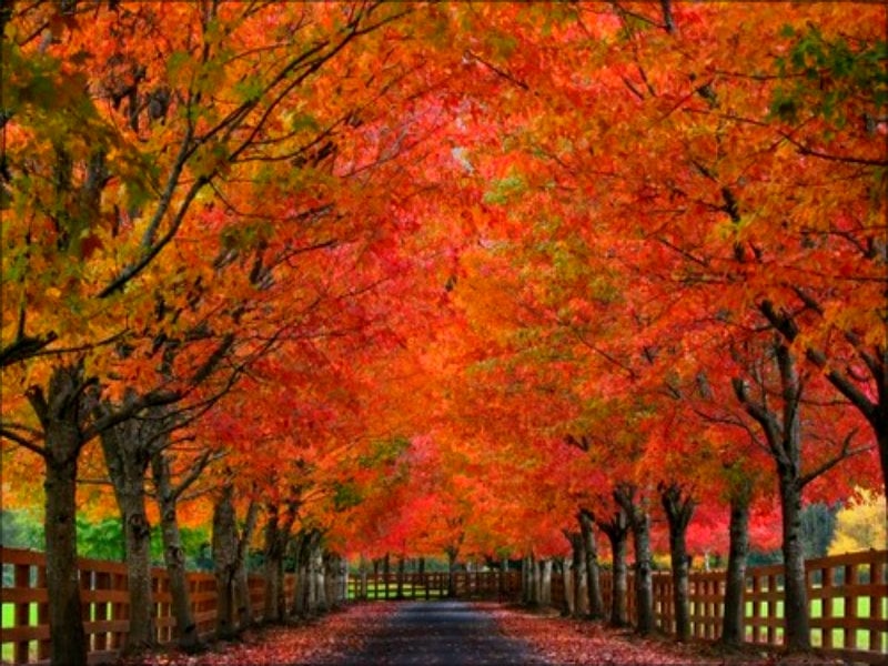 Autumn   Autumn Wallpaper 32377302 800x600