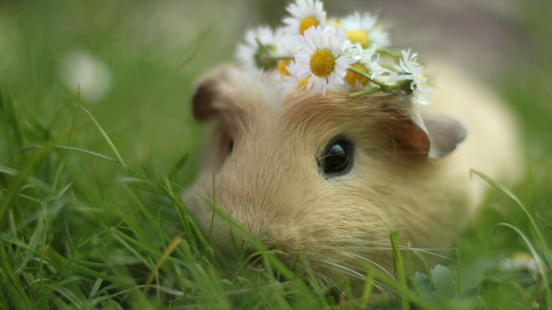 Wallpaper Cute Guinea Pigs HD 1080p Upload At August