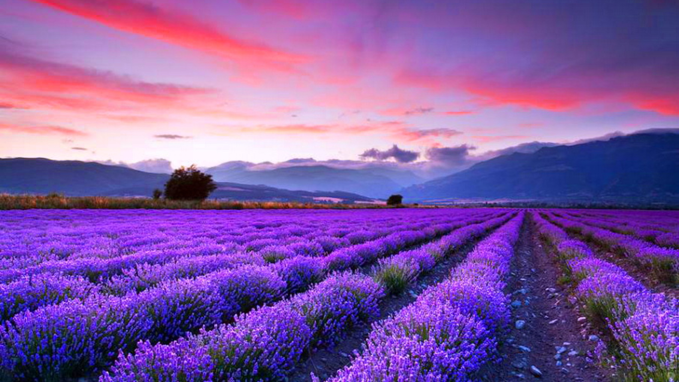 Lavender Fields Wallpaper