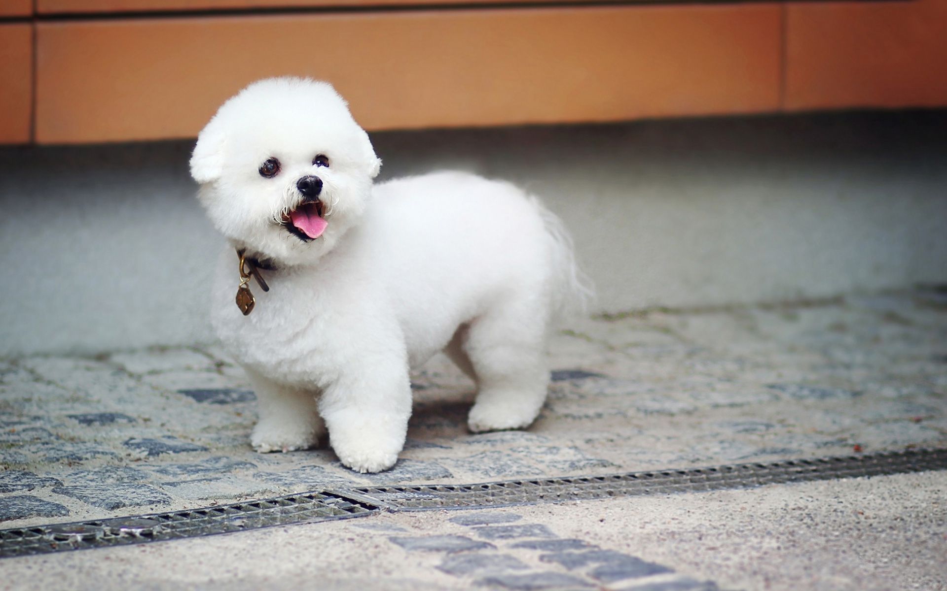 Pomeranian Dog HD Wallpaper Puppy Image