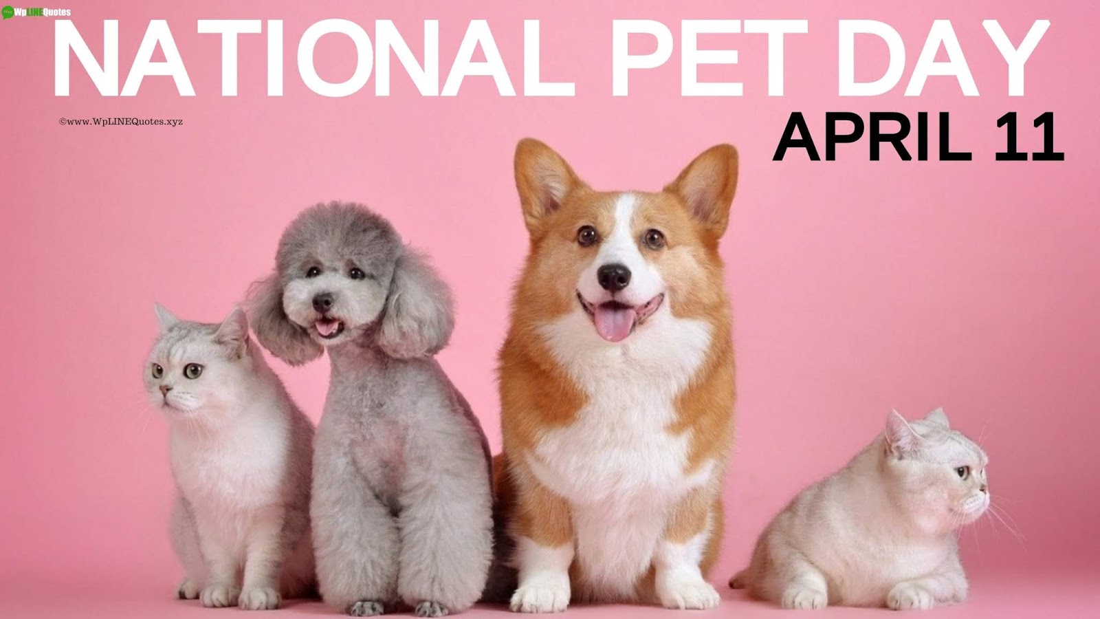 Best National Pet Day Quotes Wishes Captions