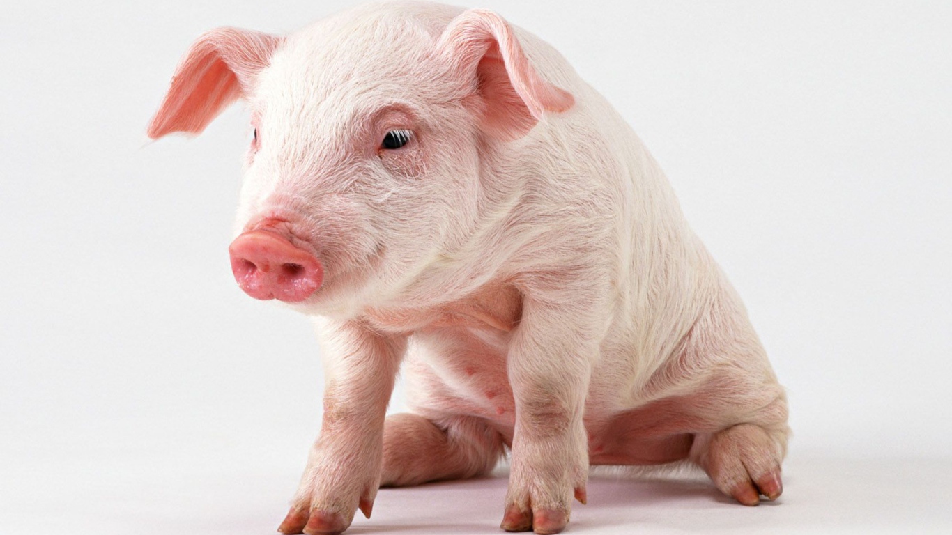 as desktop background desktop wallpapers animals pigs pink pig