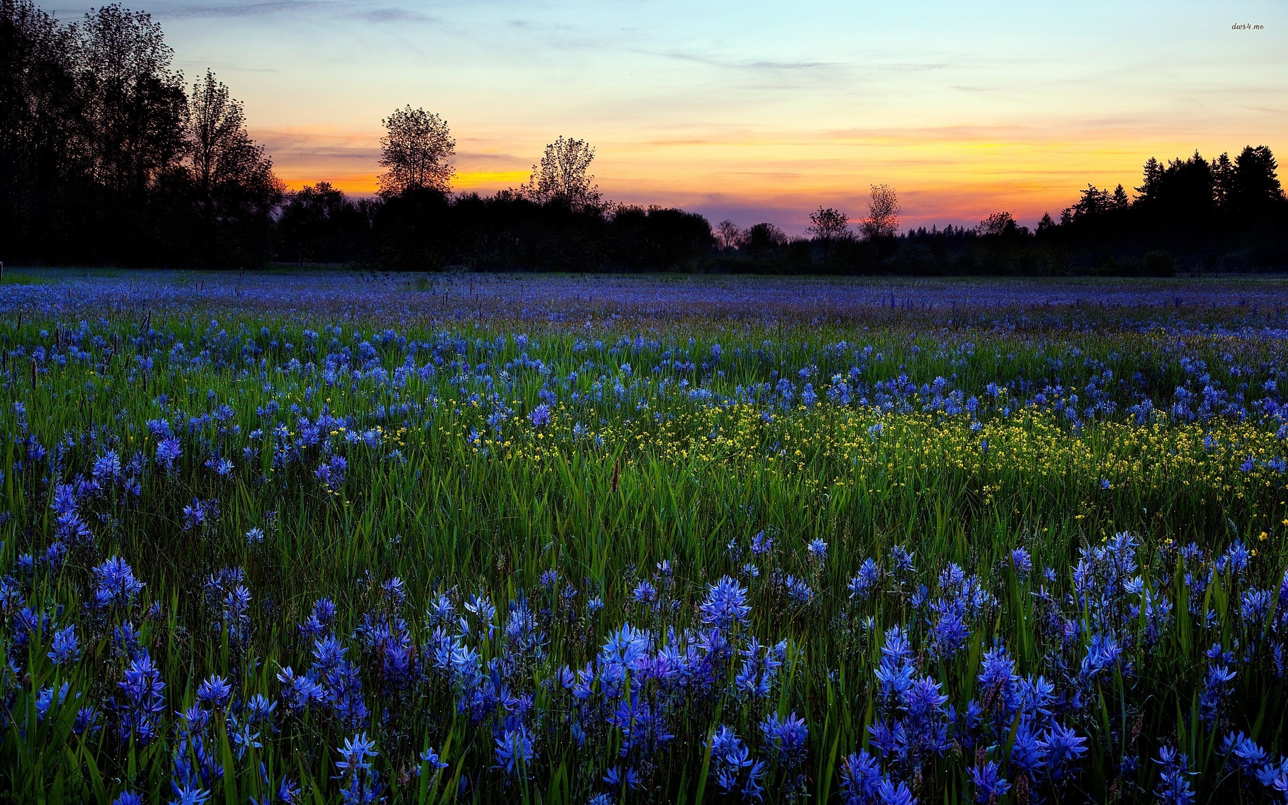 Free Download Wildflowers Hd Wallpaper Wallpapercharlie By debrahall Free Download Wildflowers Hd Wallpaper Wallpapercharlie By debrahall