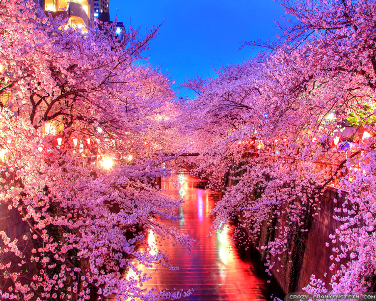  the spring so I can watch the beautiful sakura Cherry Blossom 1280x1024