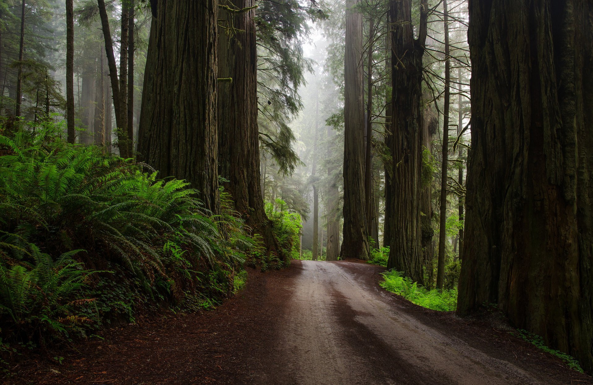 Nature United States Forest Redwoods Ferns Road After The Rain HD