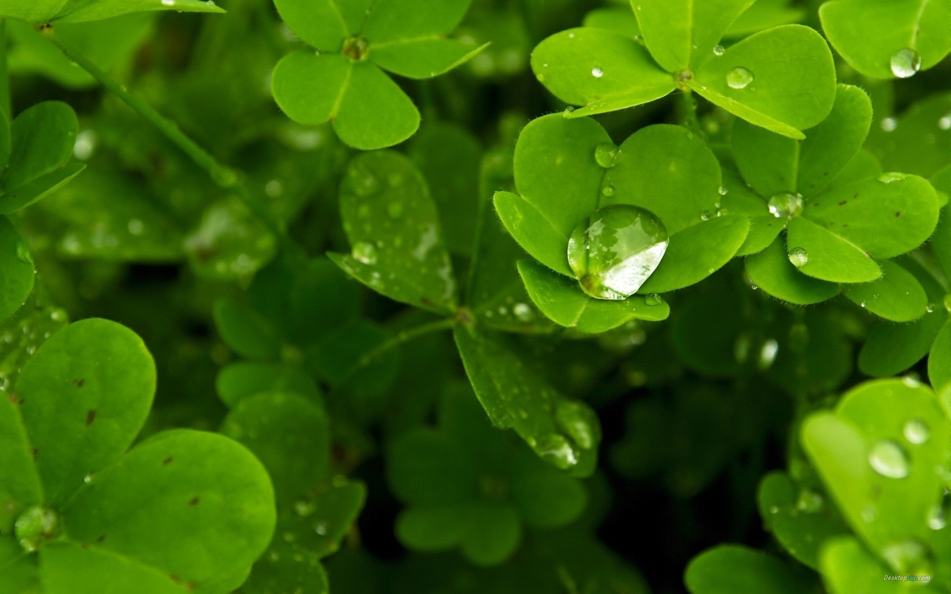 Shamrock Wallpaper Release Date Price And Specs