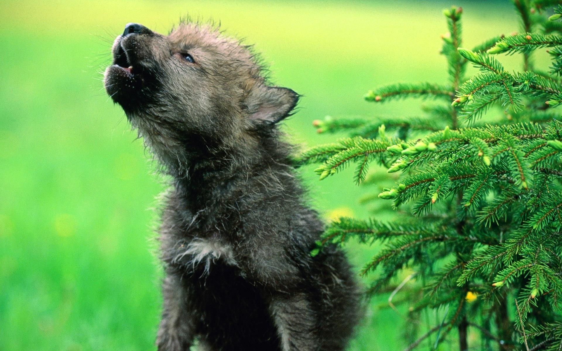 Baby Wolf Photos HD Wallpaper Image Pictures