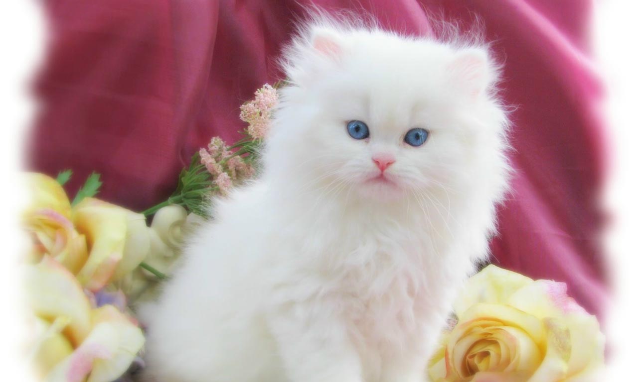 Cute Cat Wallpaper Kitten