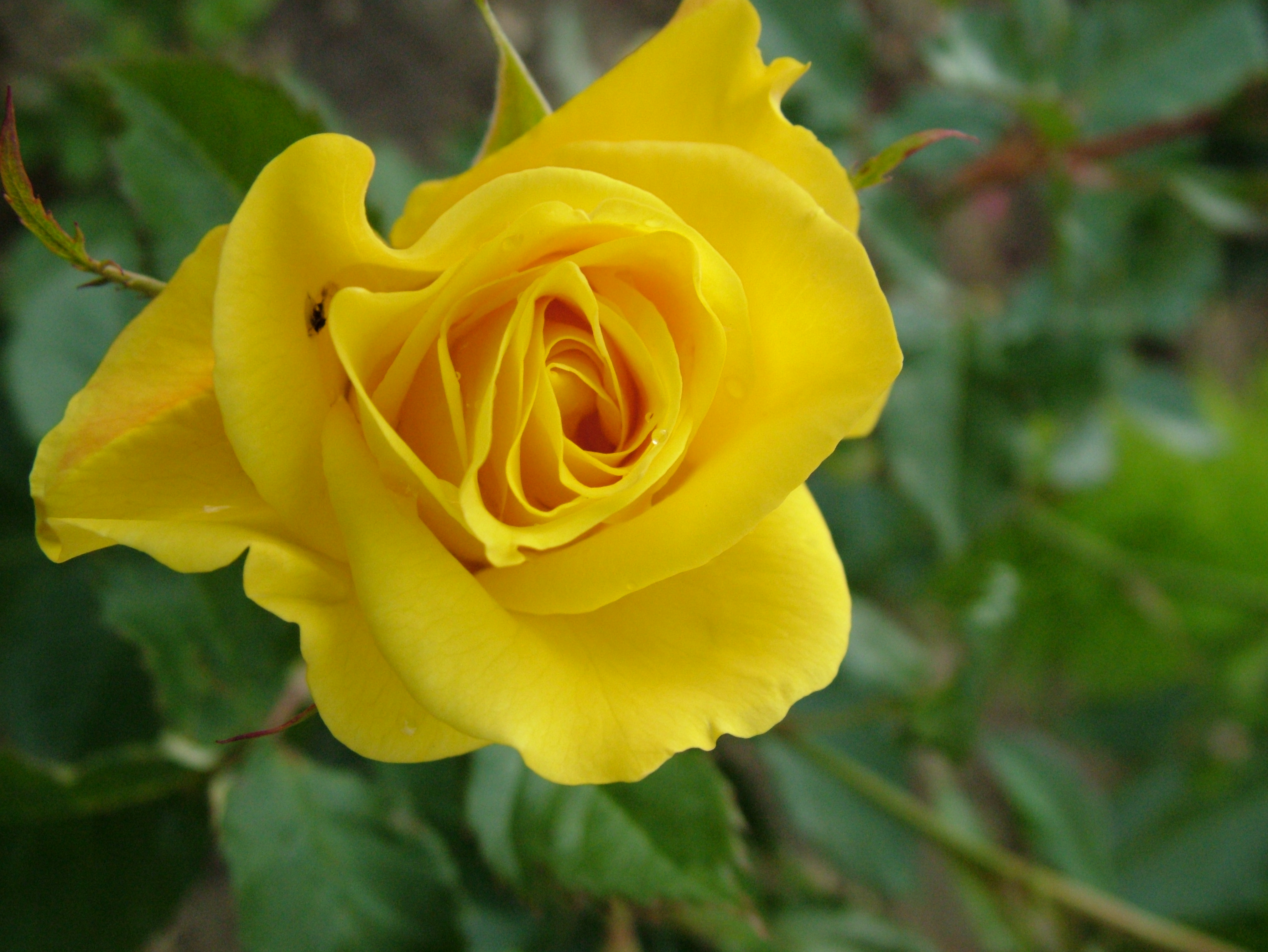 Yellow Roses HD Wallpaper