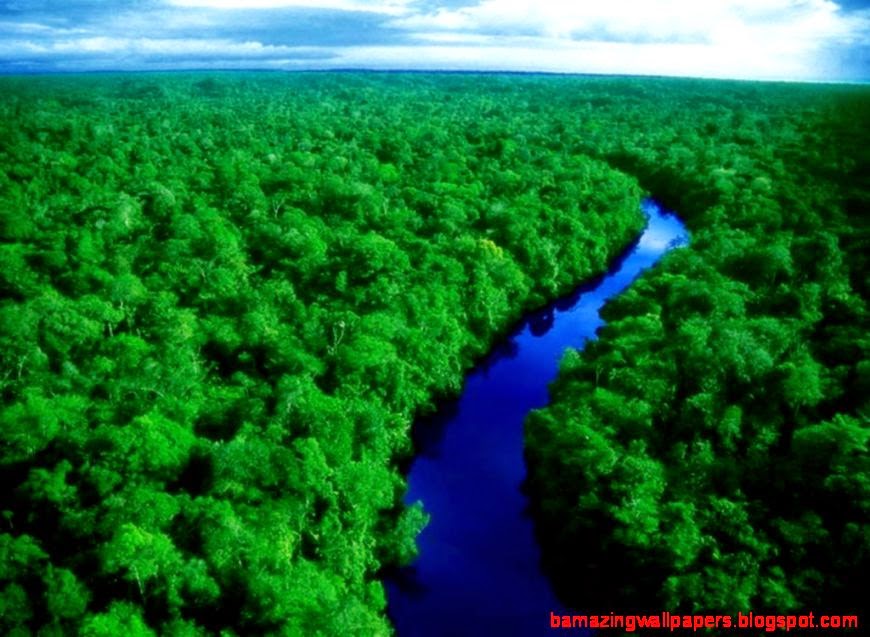 Amazon Rainforest Wallpaper Amazing