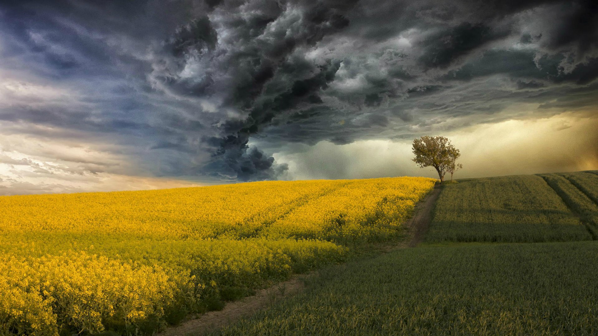 Blossoming Field On A Background Of Thunderstorm