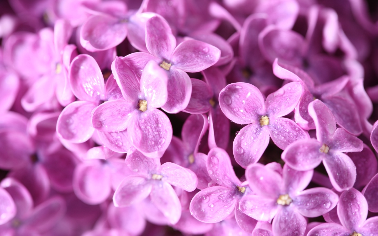 Purple images Lilac Flower HD wallpaper and background photos 1440x900