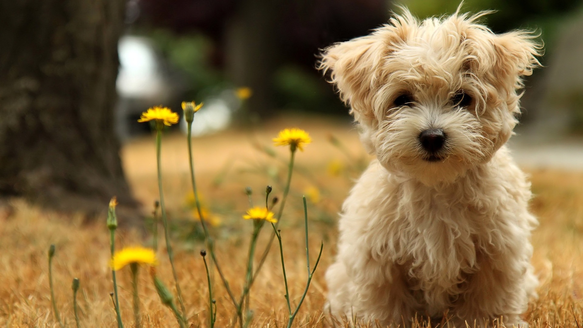 50 Free HD Dog Wallpapers