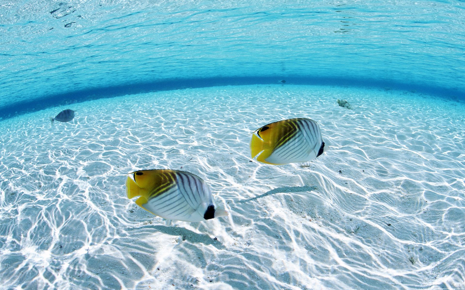 Download wallpaper 1366x768 underwater sea surface tropical island  exotic tablet laptop 1366x768 hd background 17062