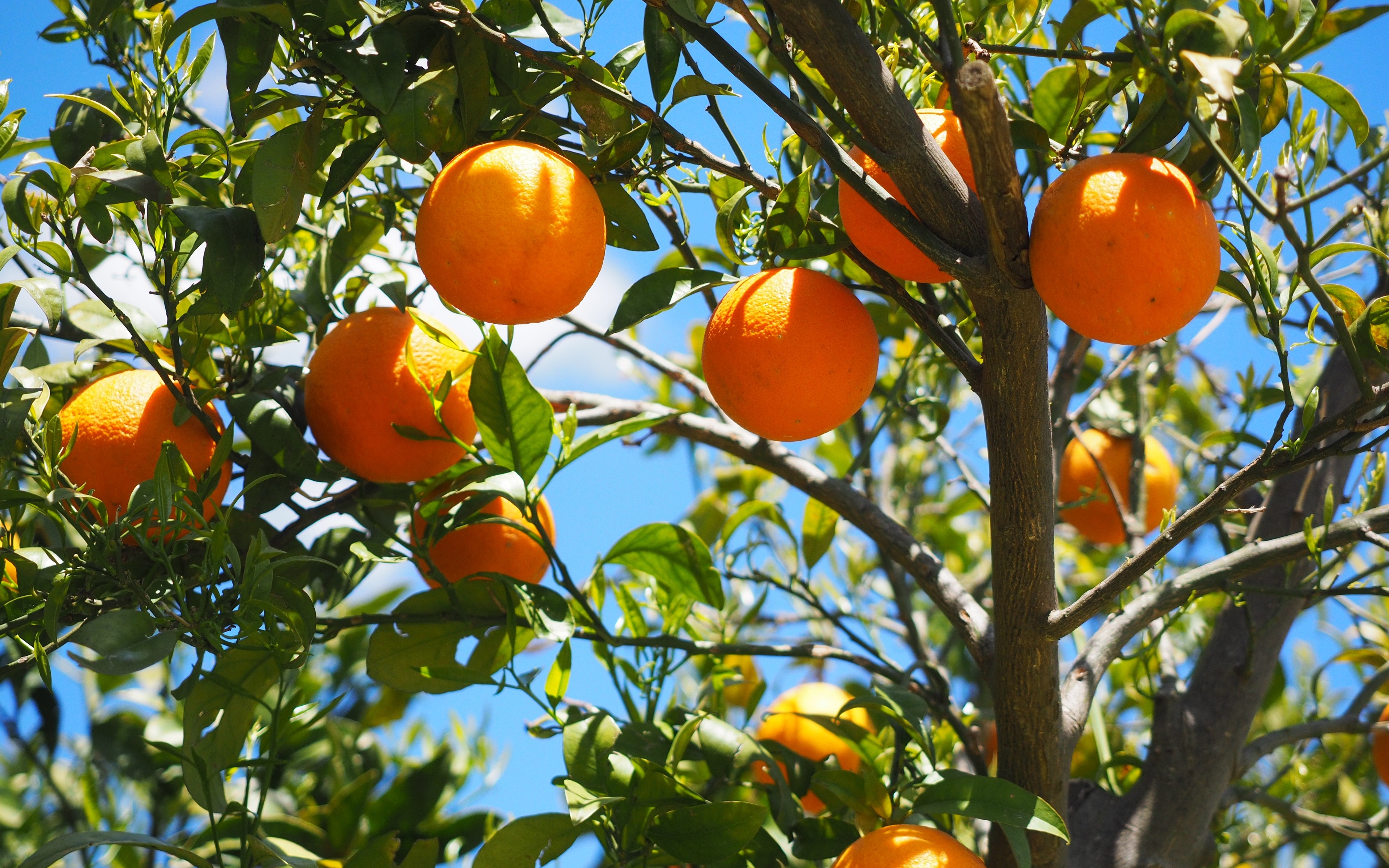 Wallpaper Oranges Fruit Orange Tree Citrus