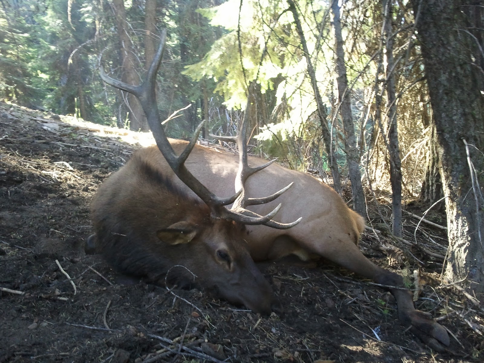 Monster Bull Elk Wallpaper Herd Of And Passed Up