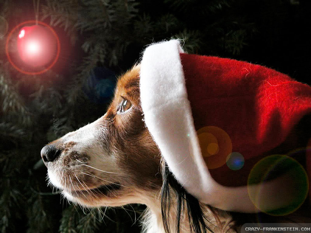 English Cat Christmas Puppies HD Wallpapers