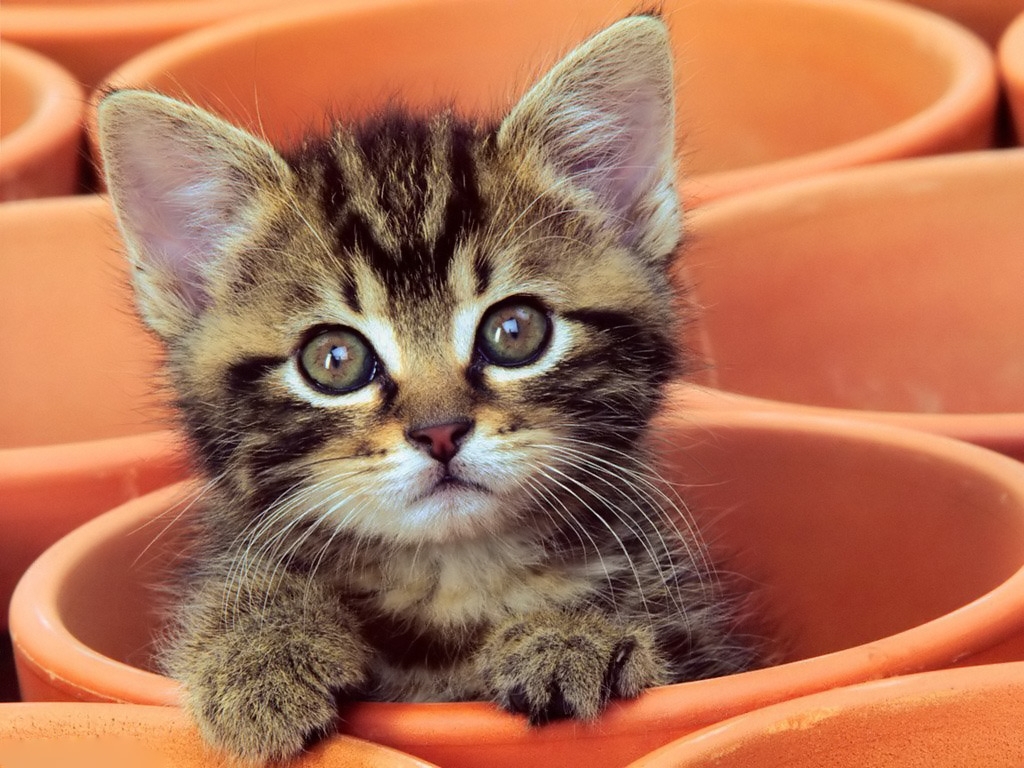 An adorable tabby kitten peeking out of a terracotta pot, its large, expressive eyes gazing curiously at the viewer