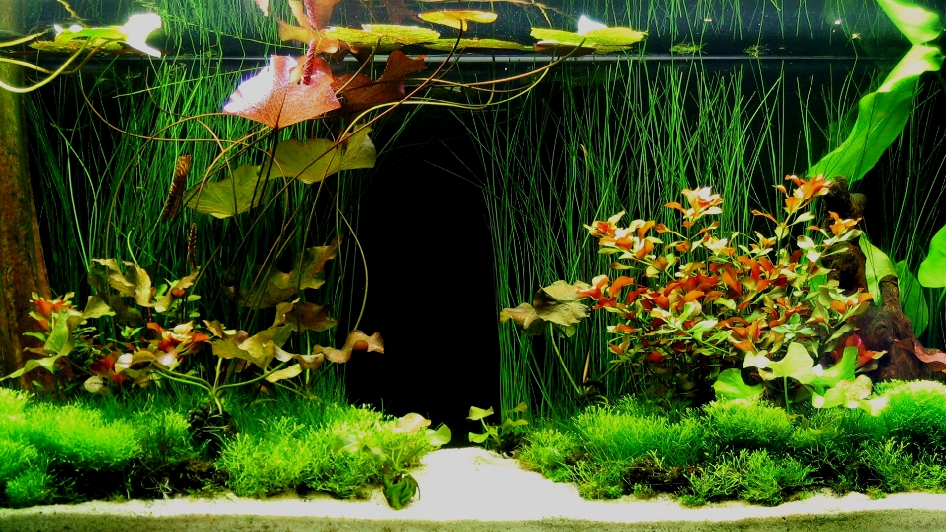 Aquarium 3D Backgrounds Download HD Wallpapers