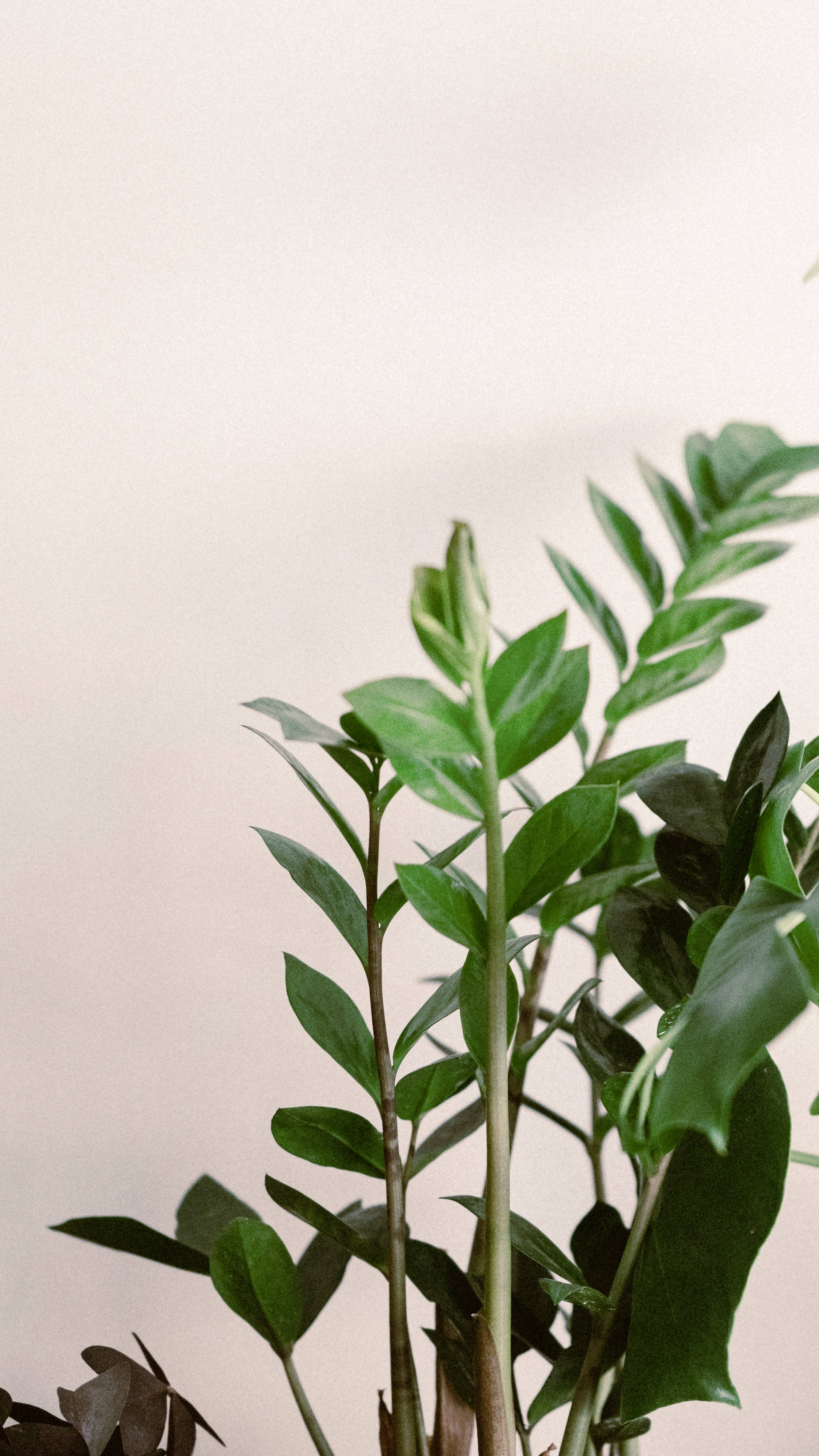 Top Minimalist Plant Wallpaper Full HD 4k To Use