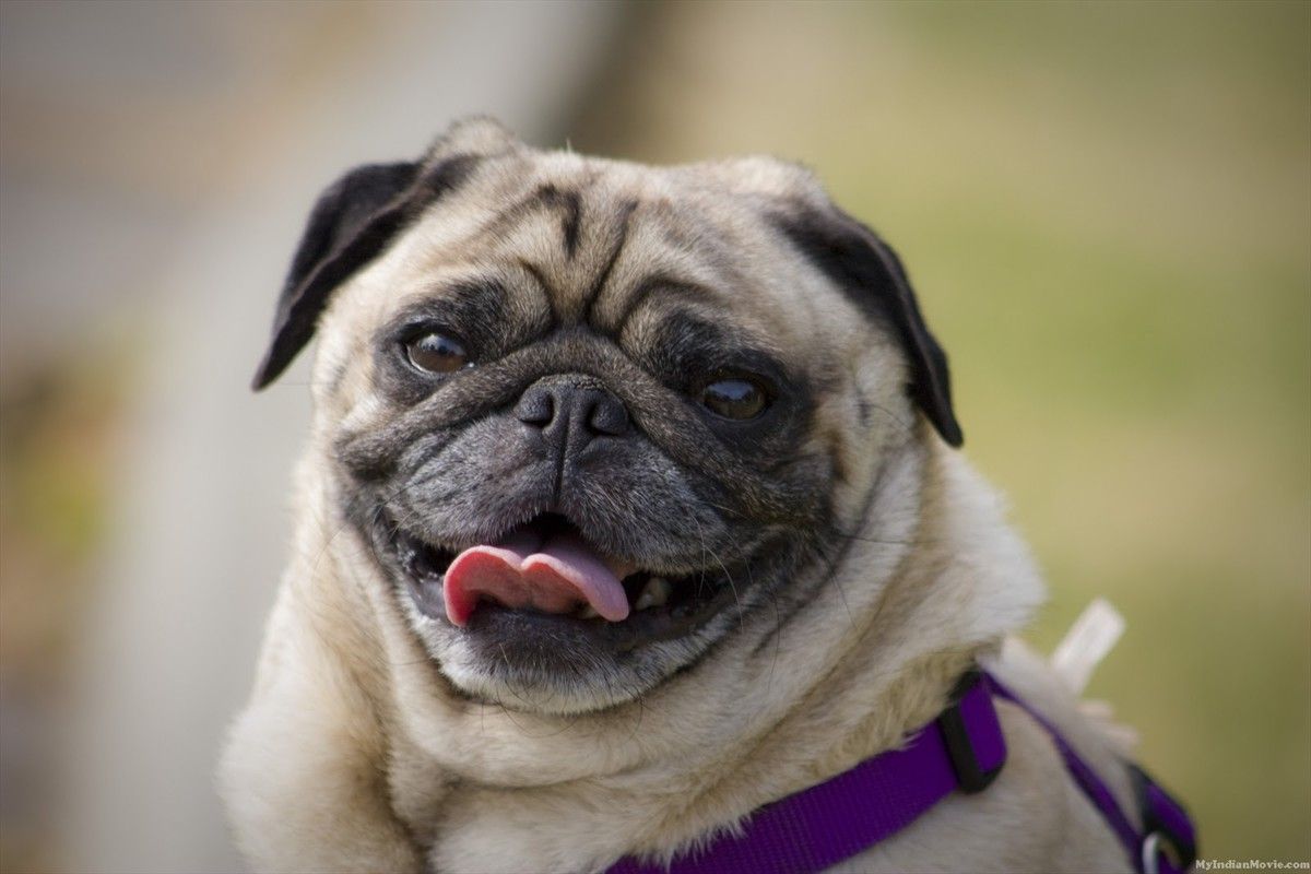 Pug Dog HD Wallpaper Daily Background In