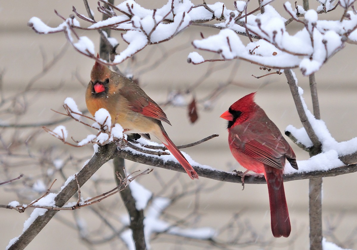 Cardinals In The Snow I Mean Rain
