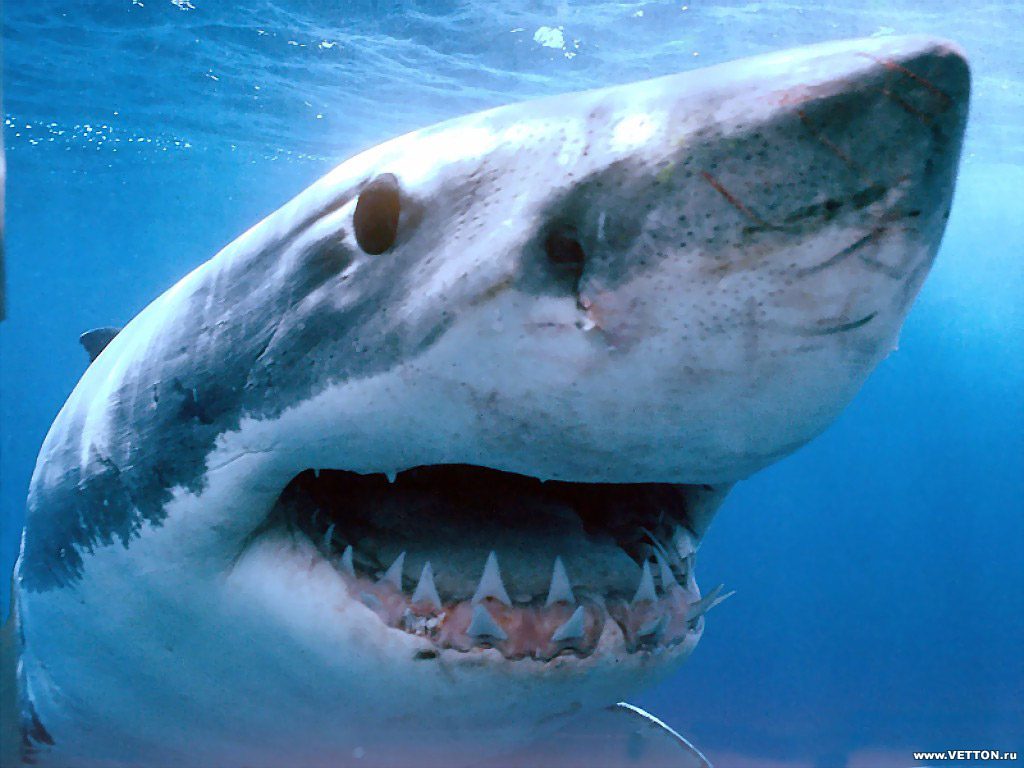 Funny Shark Wallpaper HD In Animals Imageci
